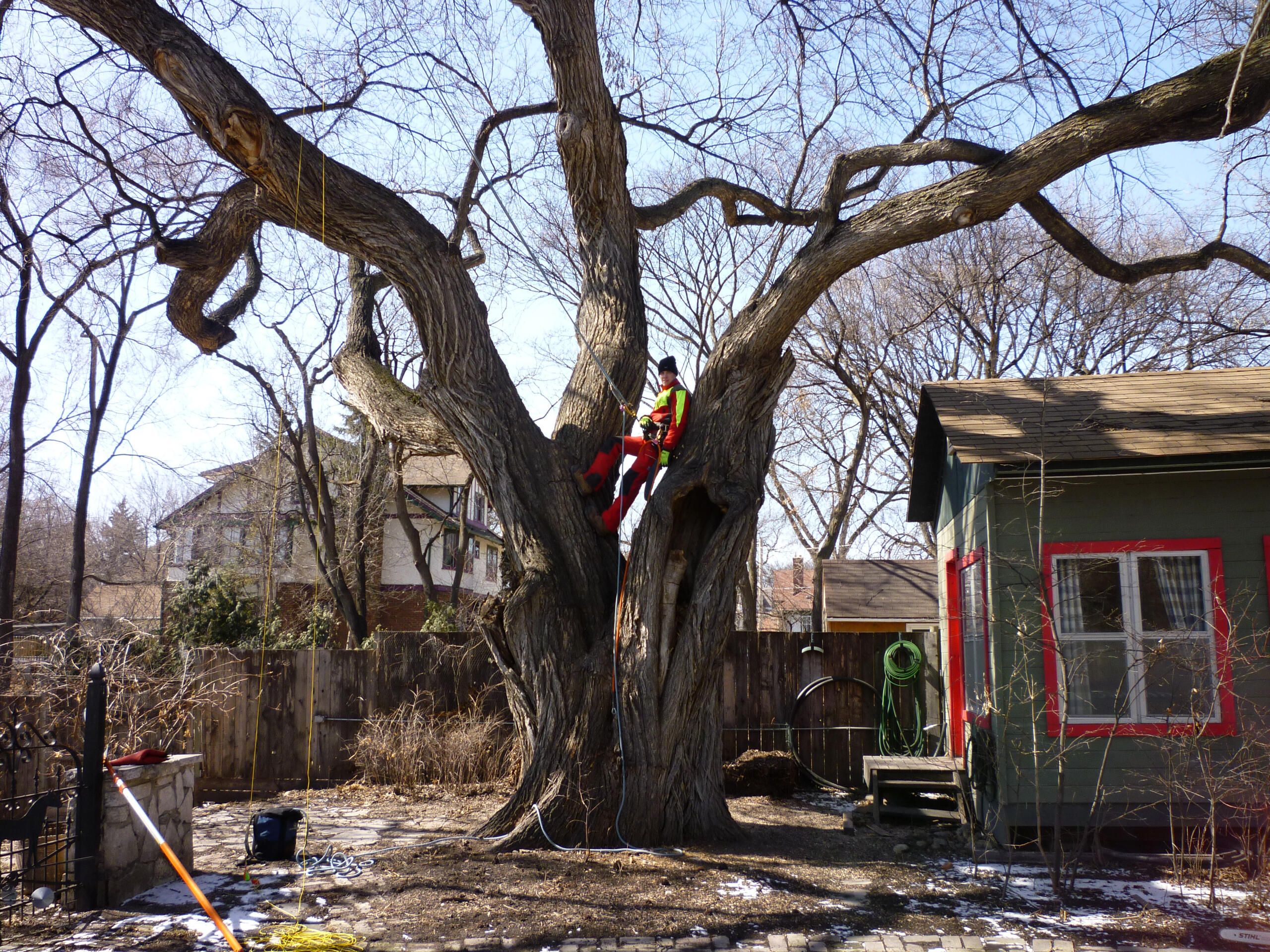 giant tree climbing